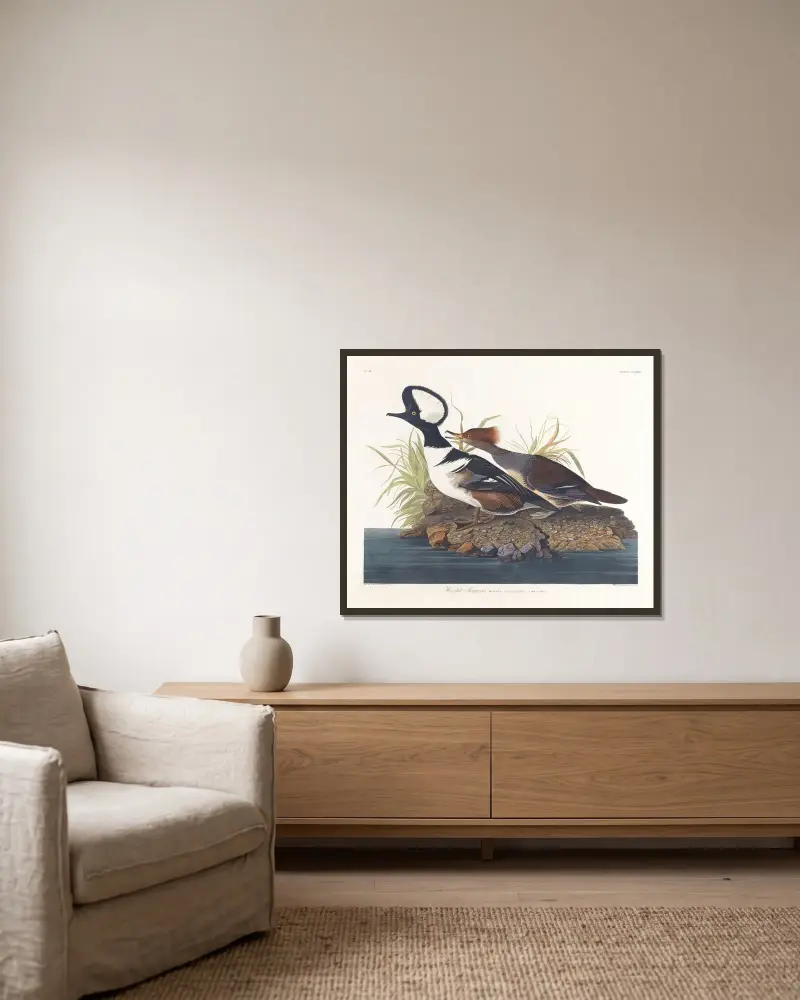 Hooded merganser, John James Audubon v rámu na stěně