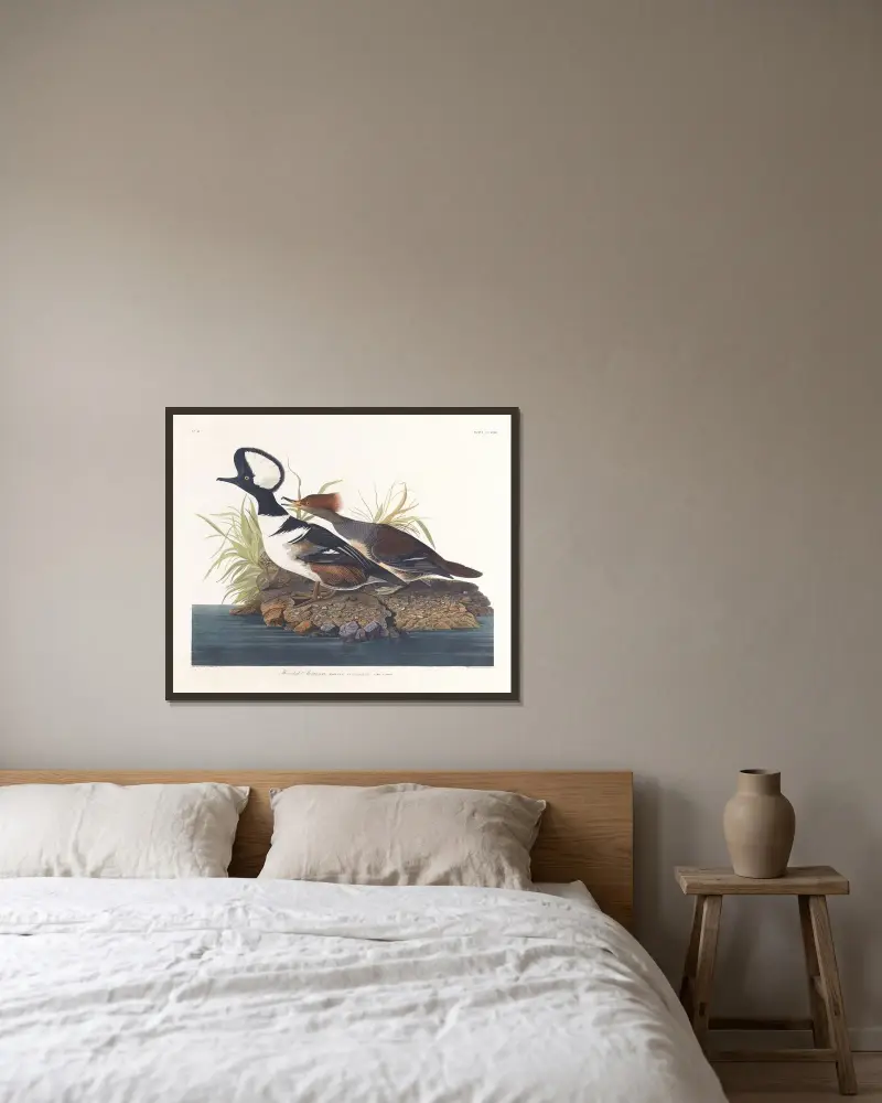 Hooded merganser, John James Audubon v rámu na stěně