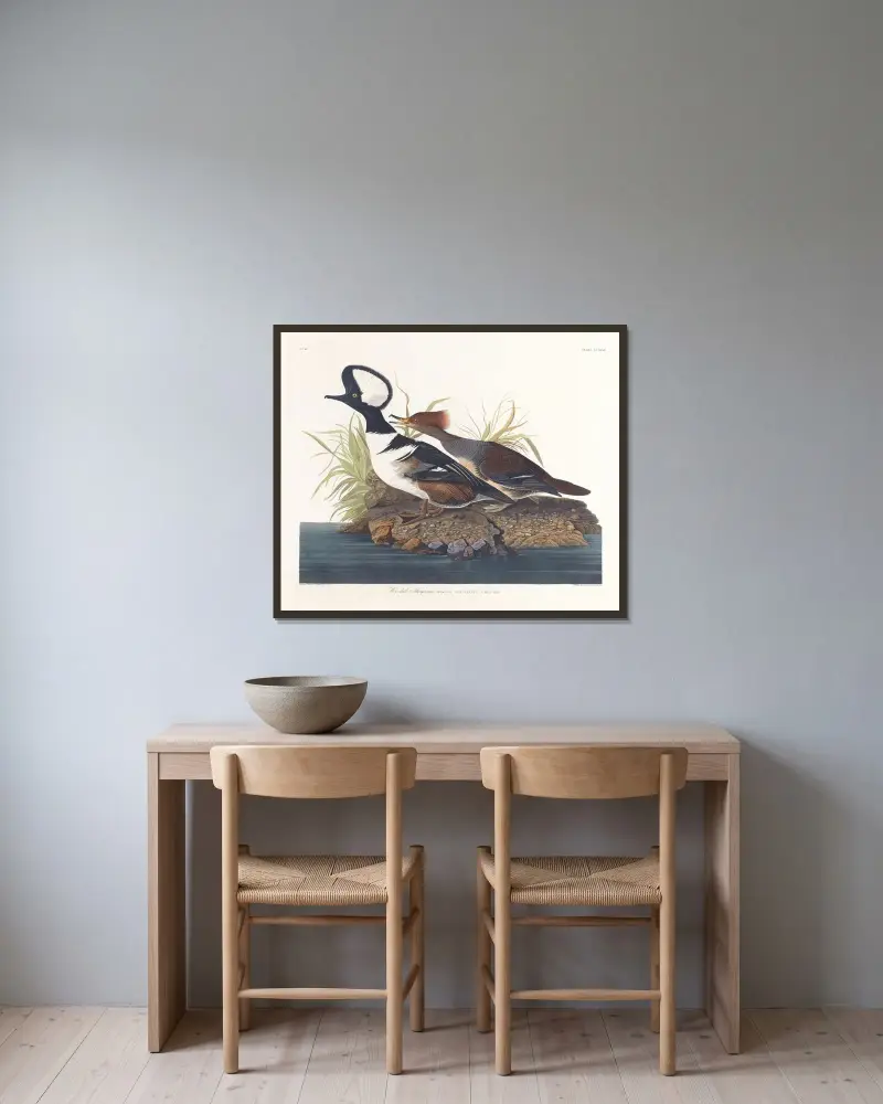 Hooded merganser, John James Audubon v rámu na stěně