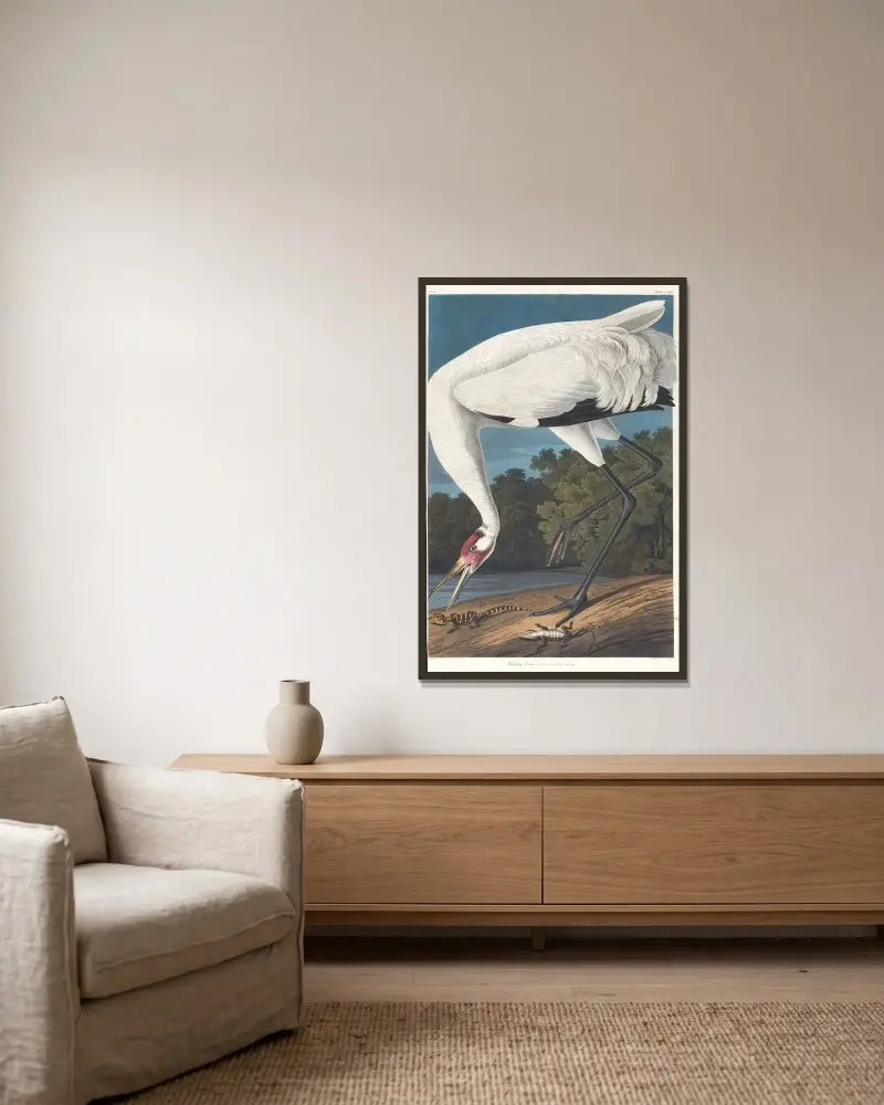 Trattande trana, John James Audubon v rámu na stěně