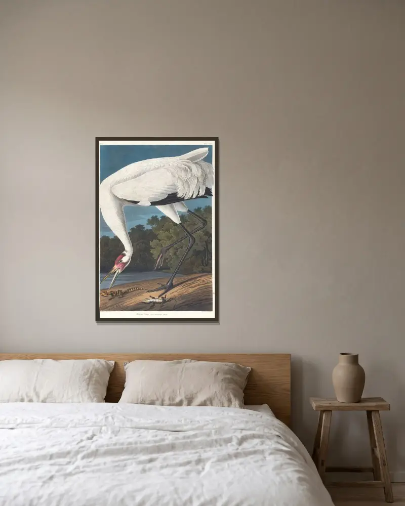 Trattande trana, John James Audubon v rámu na stěně