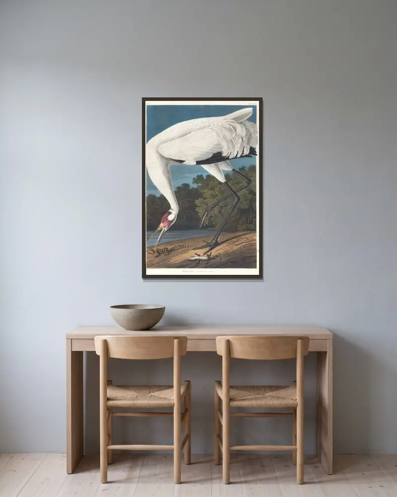 Trattande trana, John James Audubon v rámu na stěně