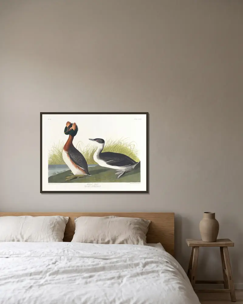 Svarthakedopping, John James Audubon v rámu na stěně