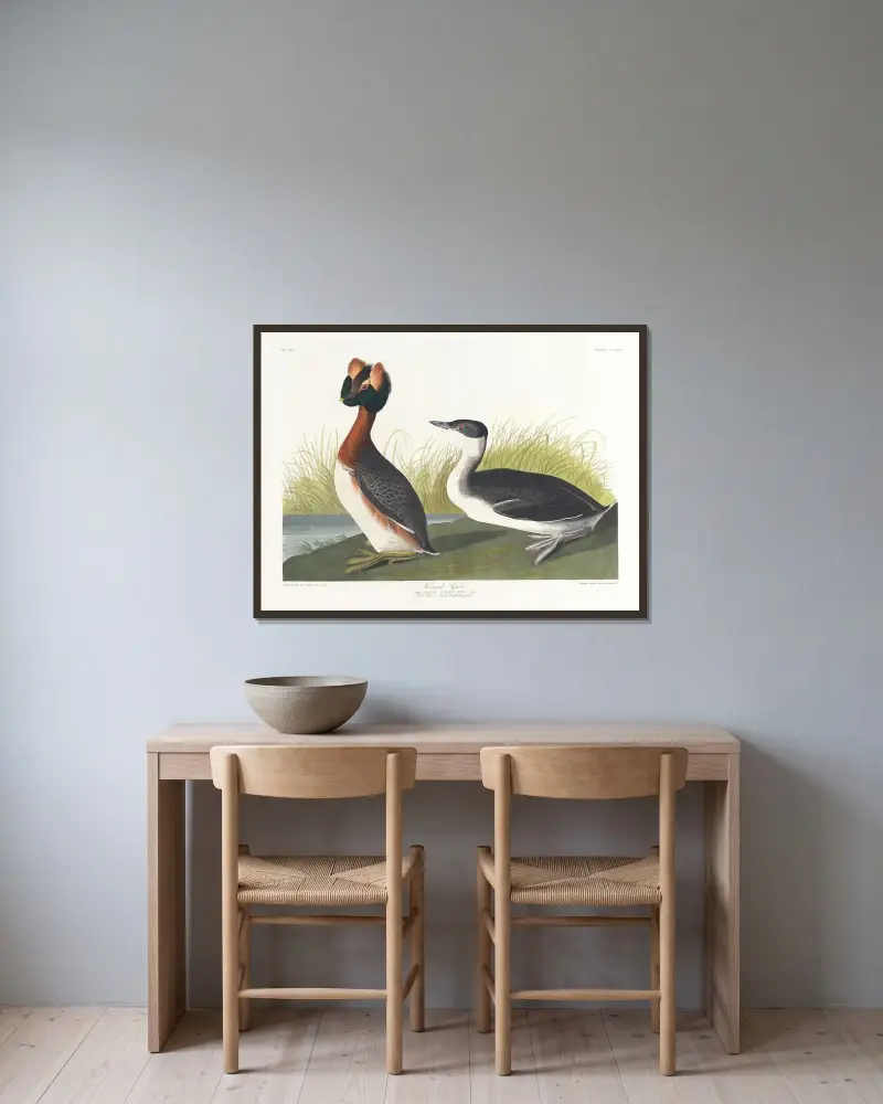 Svarthakedopping, John James Audubon v rámu na stěně