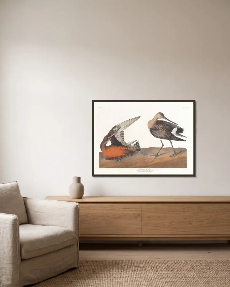 Słonka hudsońska, John James Audubon w ramie na ścianie