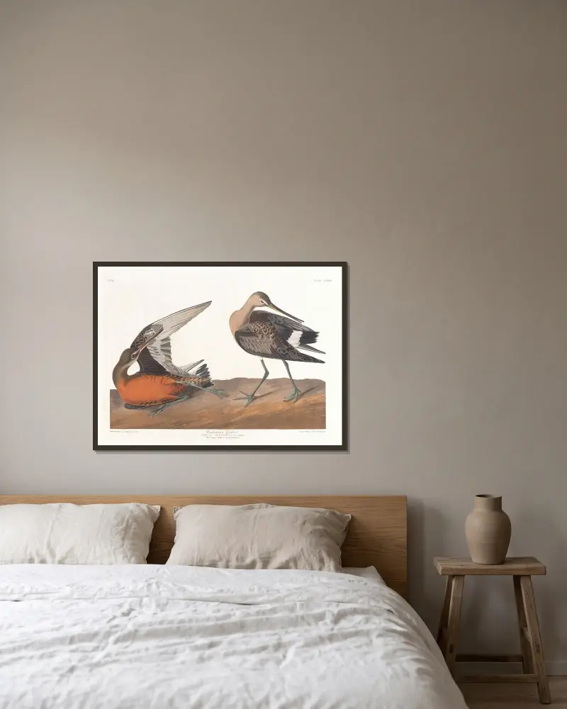 Słonka hudsońska, John James Audubon w ramie na ścianie