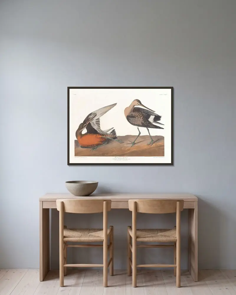 Słonka hudsońska, John James Audubon w ramie na ścianie