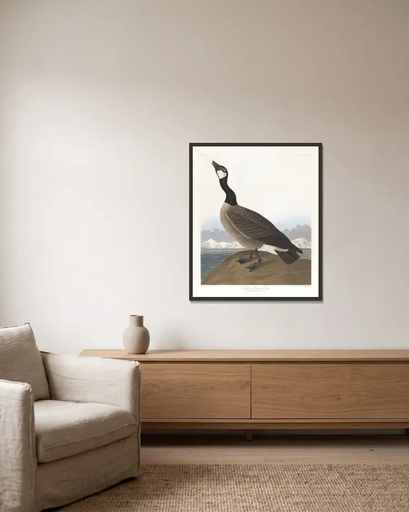 Hutchins’s barnacle goose av John James Audubon inramad på en vägg