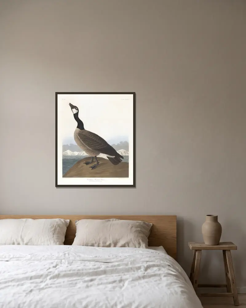 Hutchins’s barnacle goose av John James Audubon inramad på en vägg