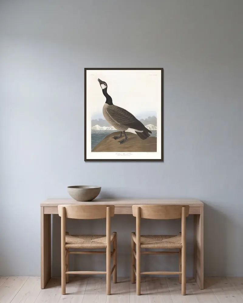 Hutchins’s barnacle goose av John James Audubon inramad på en vägg