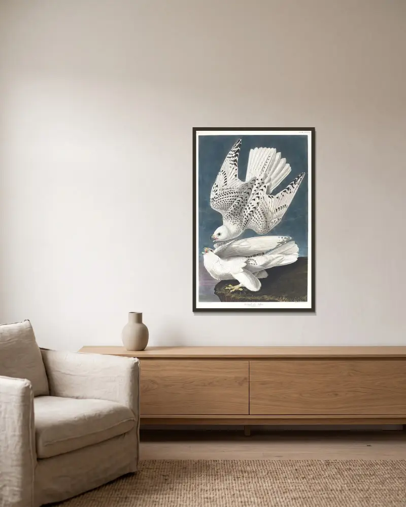 Island oder Jagdfalke von John James Audubon gerahmt an einer Wand