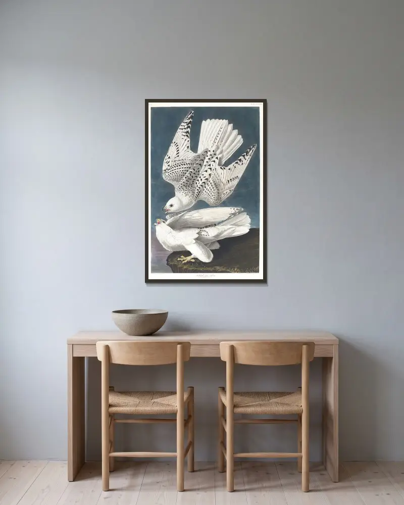 Island oder Jagdfalke von John James Audubon gerahmt an einer Wand