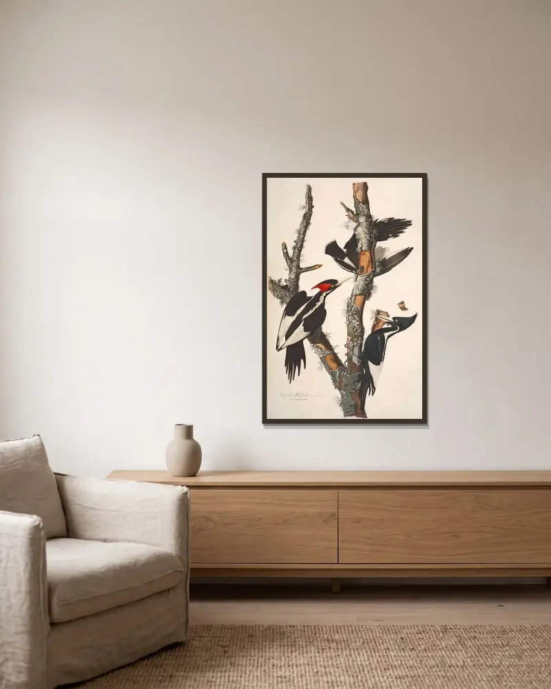 Ivory-billed Woodpecker, 1827 – nr 2 av John James Audubon inramad på en vägg