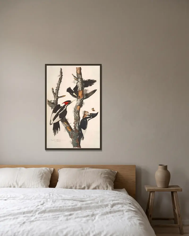 Ivory-billed Woodpecker, 1827 – nr 2 av John James Audubon inramad på en vägg
