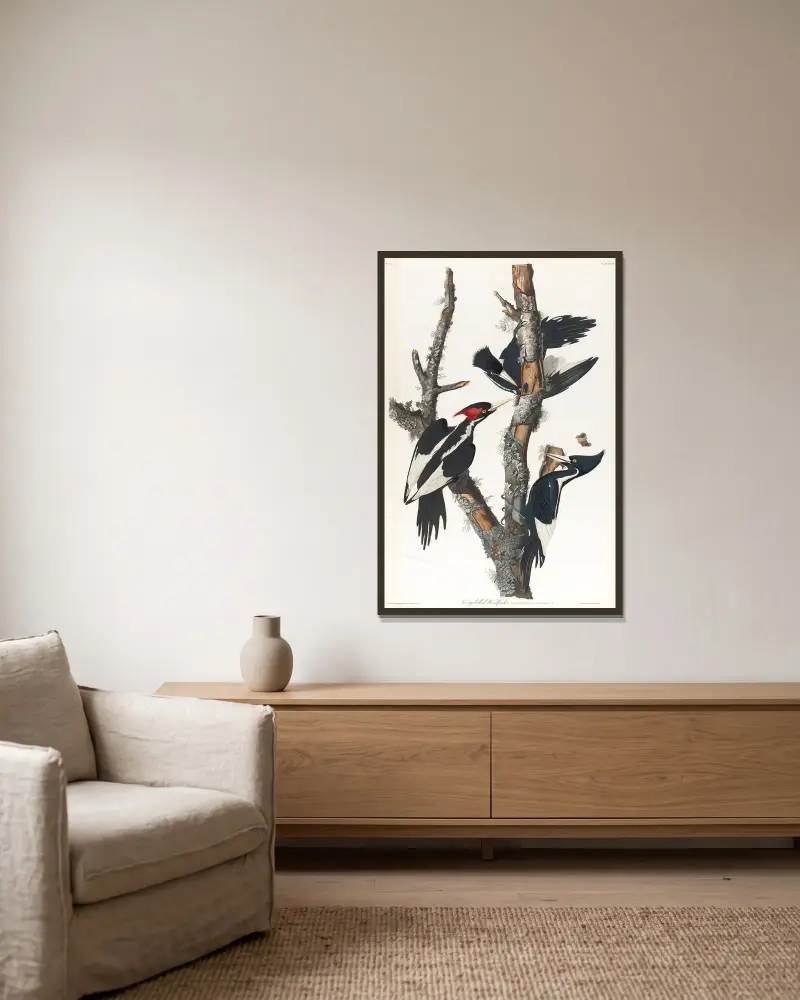 Ivory-billed woodpecker, 1827 – nr 1 av John James Audubon inramad på en vägg
