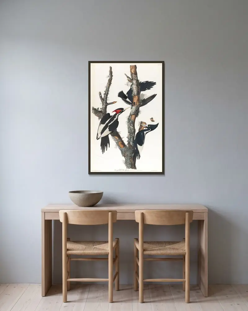 Ivory-billed woodpecker, 1827 – nr 1 av John James Audubon inramad på en vägg