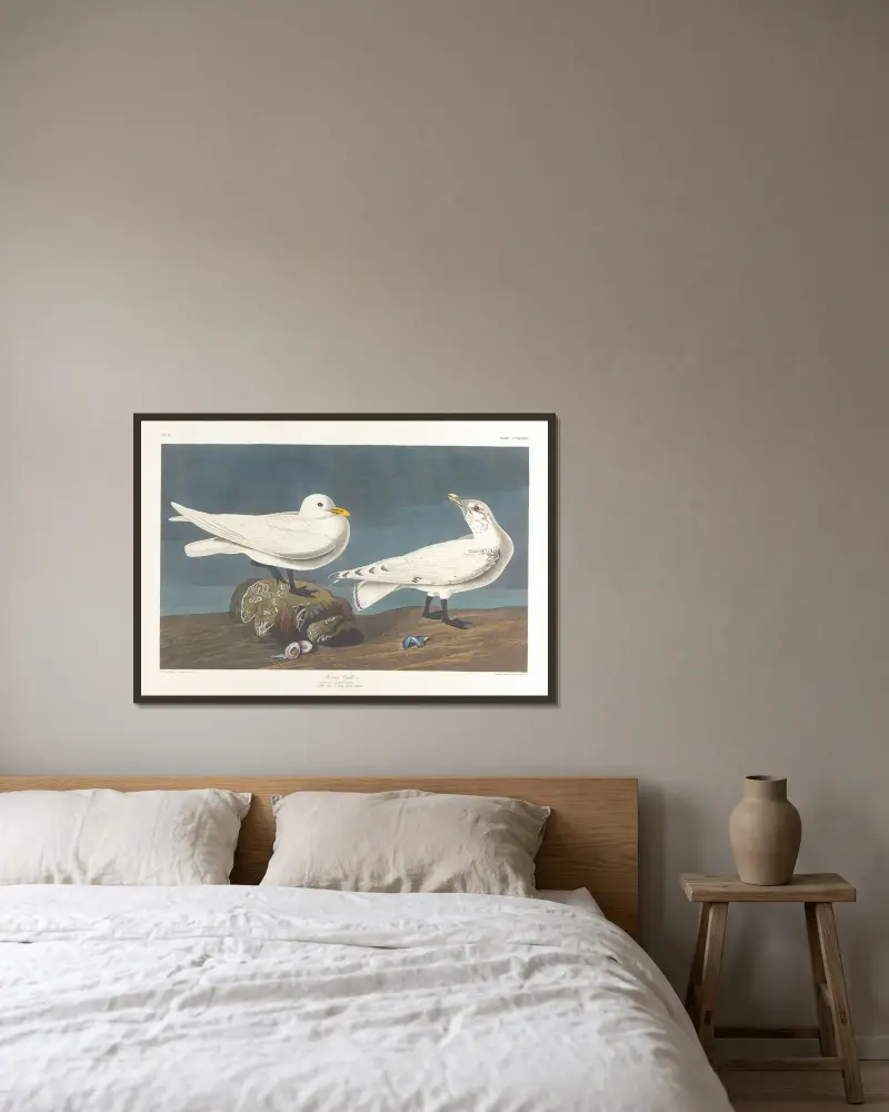 Mořský racek, John James Audubon v rámu na stěně
