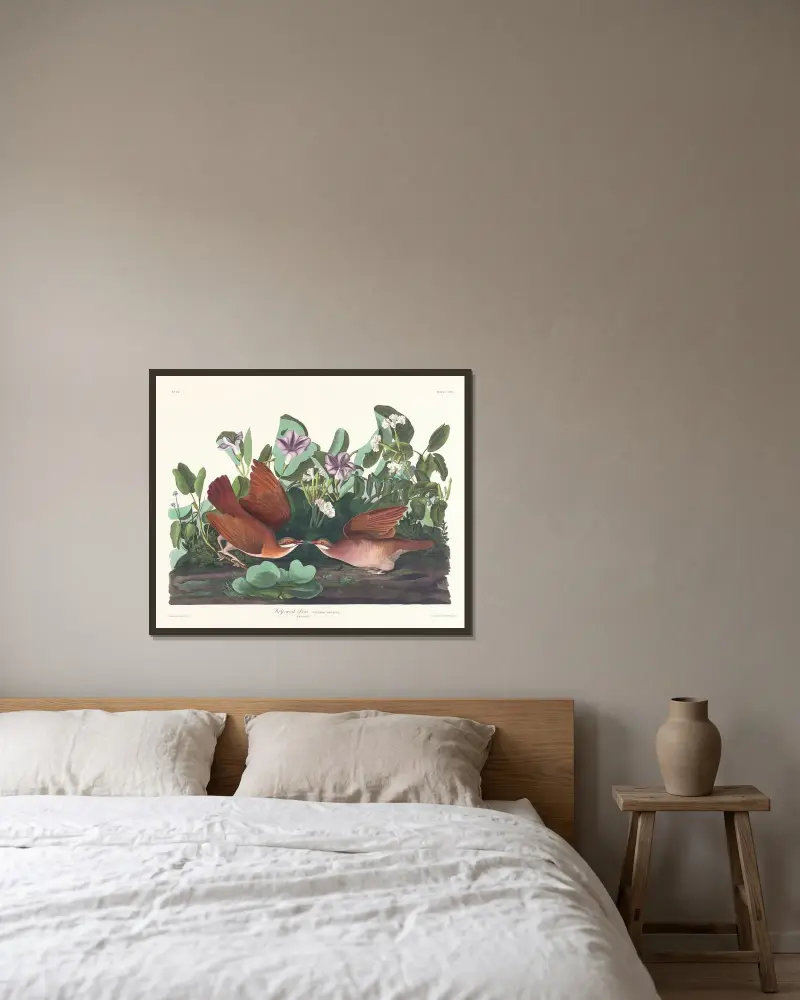 Key-west-Taube von John James Audubon gerahmt an einer Wand
