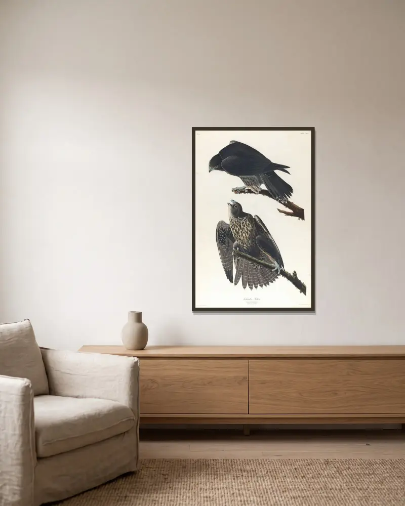 Labradorův sokol, John James Audubon v rámu na stěně