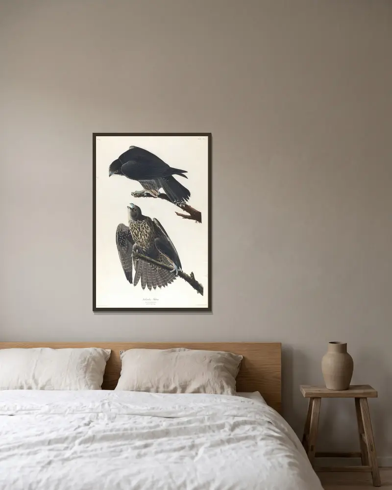 Labradorův sokol, John James Audubon v rámu na stěně