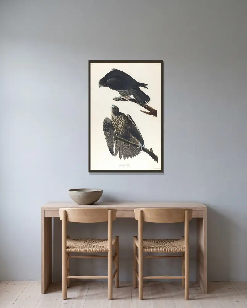 Labradorův sokol, John James Audubon v rámu na stěně