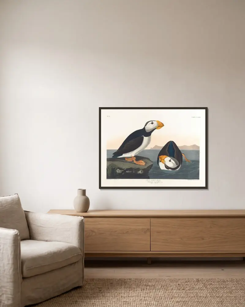 Dlouhozobý papuchalk, John James Audubon v rámu na stěně