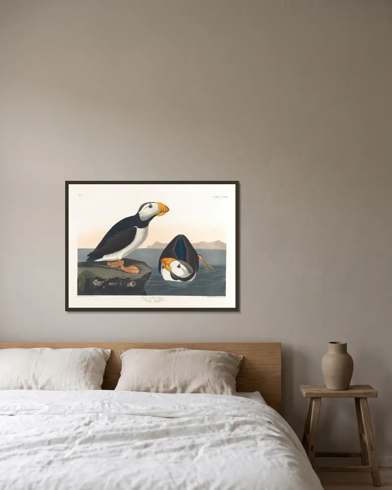 Dlouhozobý papuchalk, John James Audubon v rámu na stěně
