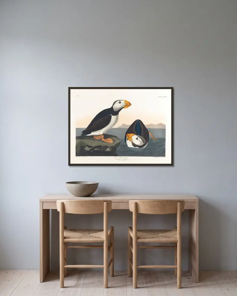 Dlouhozobý papuchalk, John James Audubon v rámu na stěně