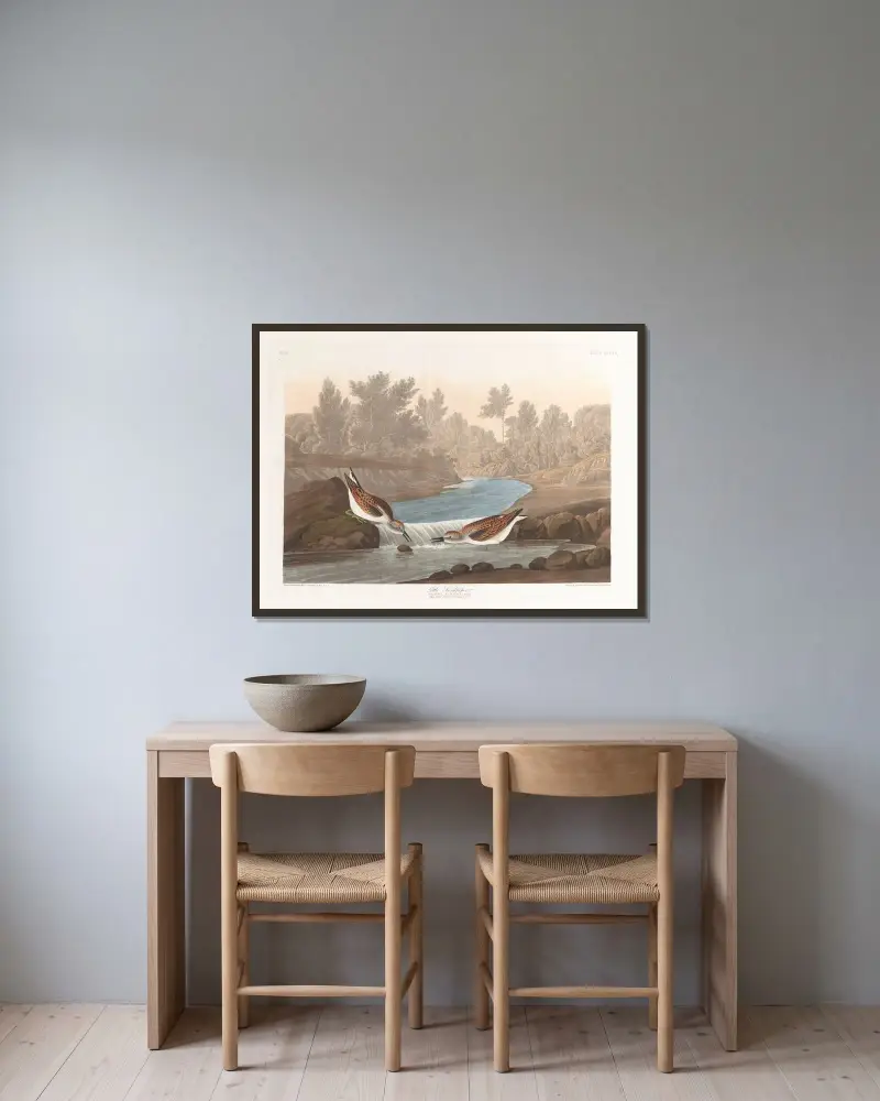 Biegus mały, John James Audubon w ramie na ścianie