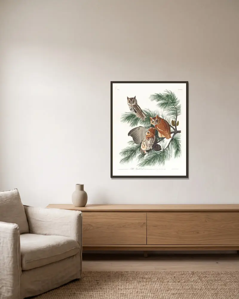 Zwergohreule von John James Audubon gerahmt an einer Wand