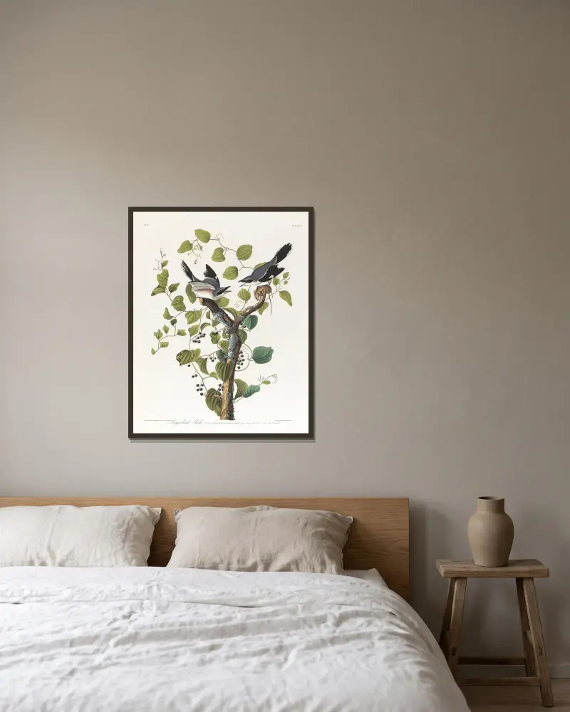 Americký ťuhýk, John James Audubon v rámu na stěně
