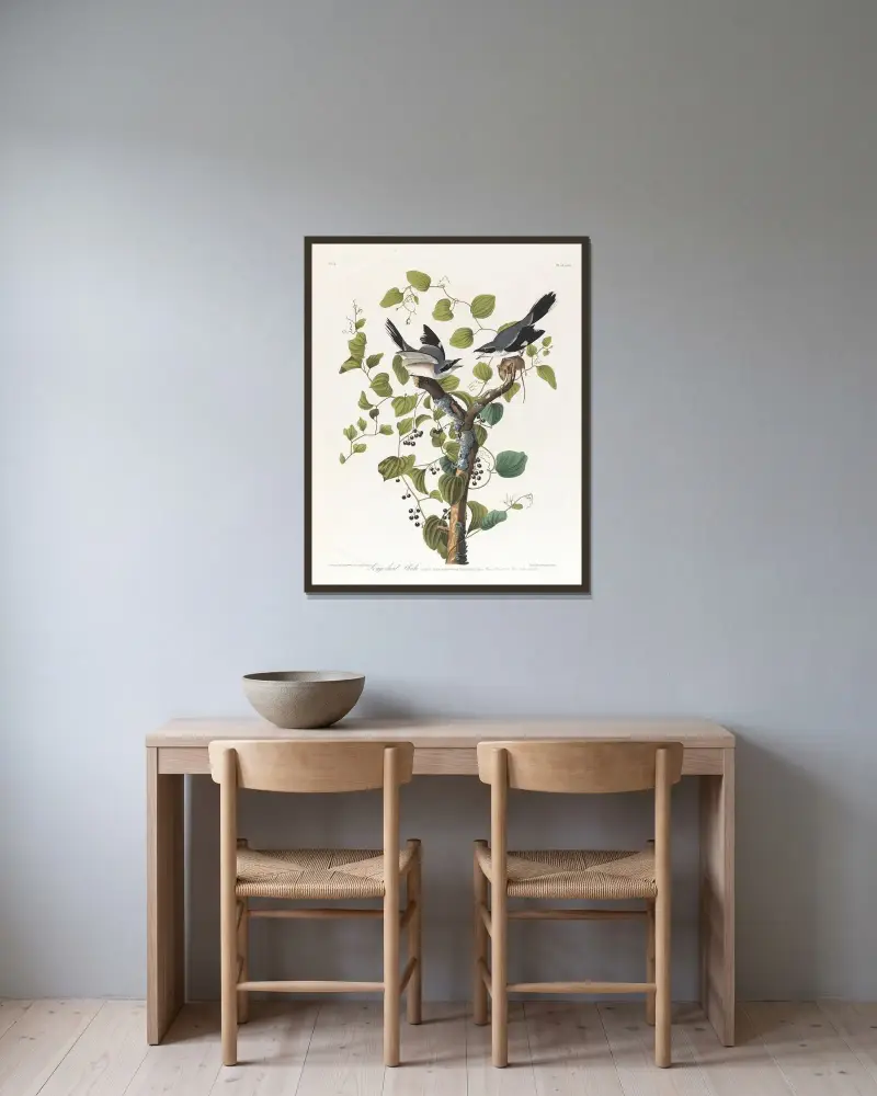 Americký ťuhýk, John James Audubon v rámu na stěně