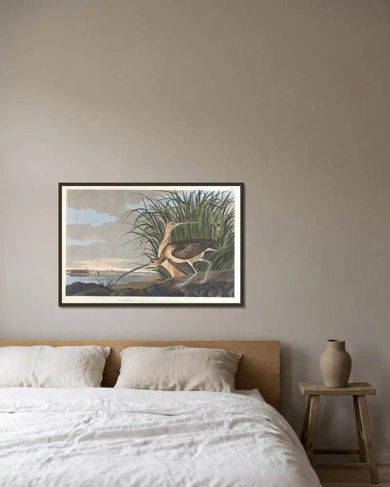 Długodzioby kulik, John James Audubon w ramie na ścianie