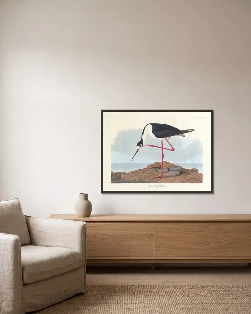 Tenkozobec dlouhonohý, John James Audubon v rámu na stěně