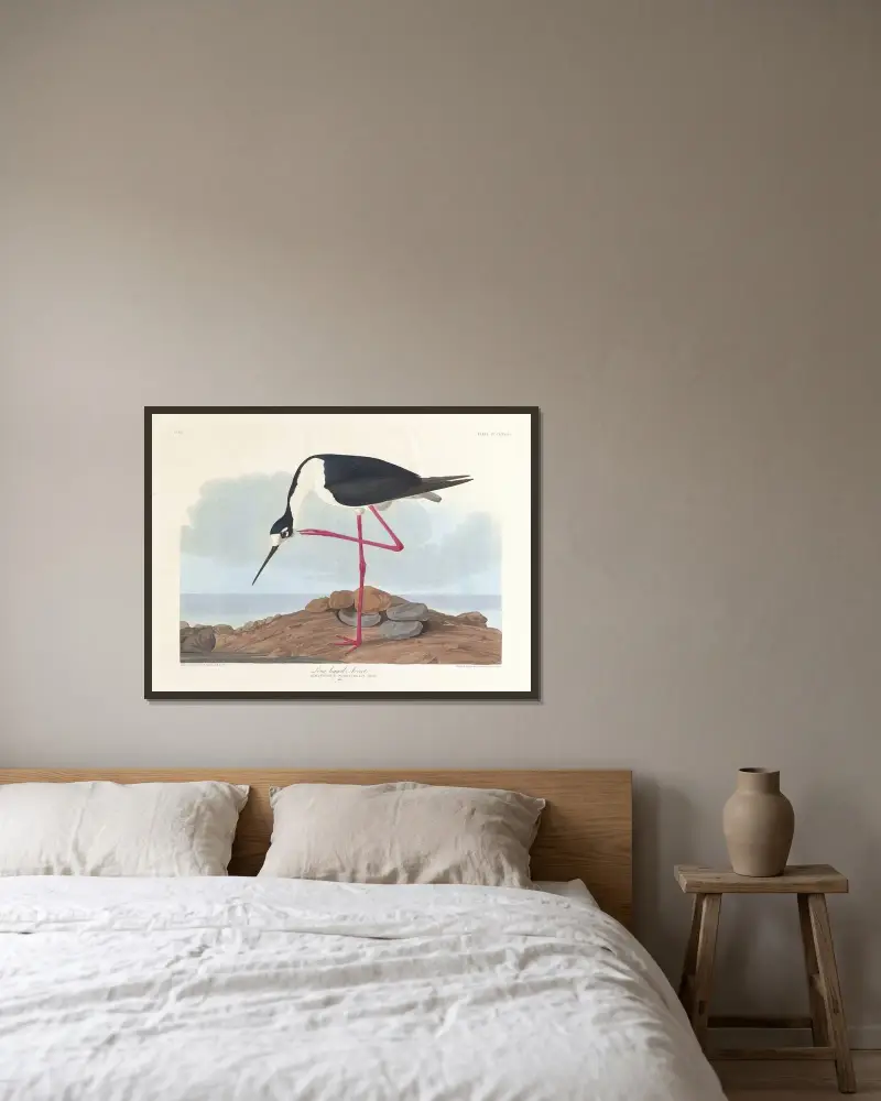 Tenkozobec dlouhonohý, John James Audubon v rámu na stěně