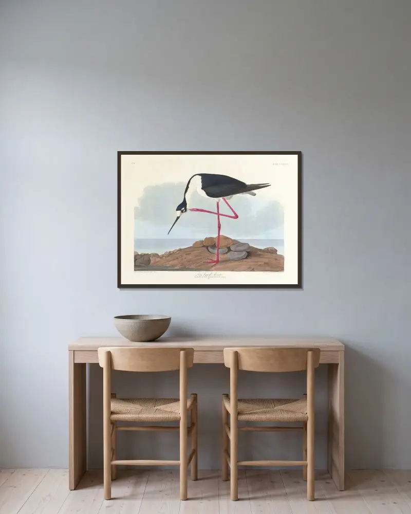 Tenkozobec dlouhonohý, John James Audubon v rámu na stěně