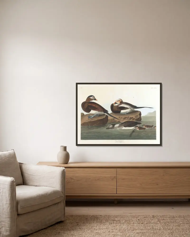 Alförrädare, John James Audubon v rámu na stěně