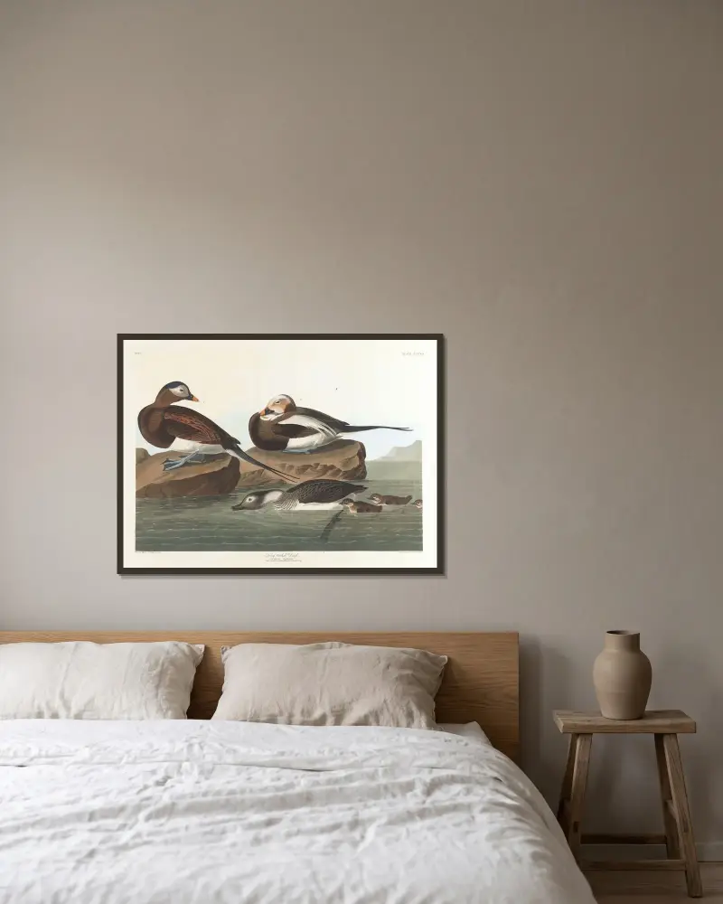 Alförrädare, John James Audubon v rámu na stěně