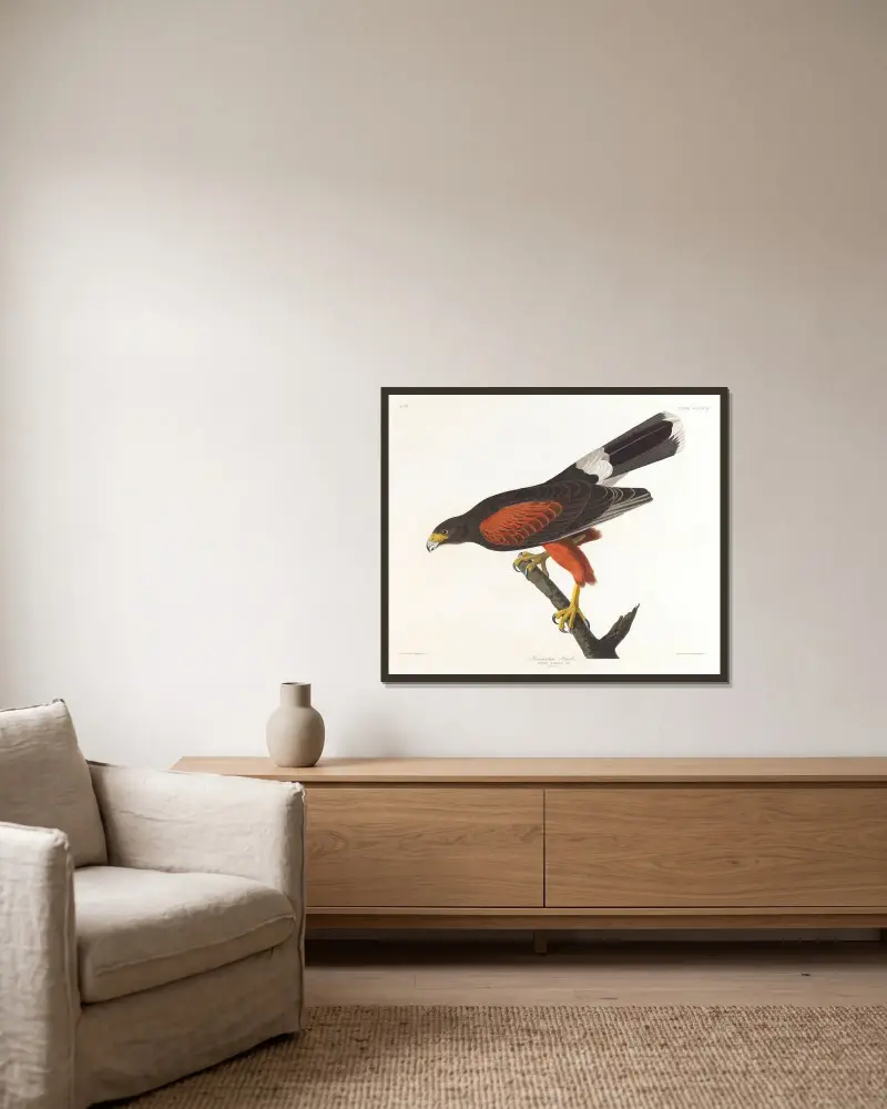 Louisiana-Weih von John James Audubon gerahmt an einer Wand