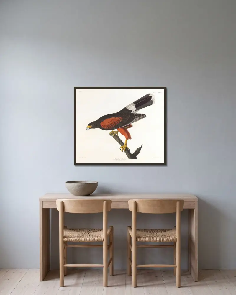 Louisiana-Weih von John James Audubon gerahmt an einer Wand