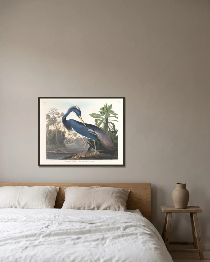 Louisiana-Reiher von John James Audubon gerahmt an einer Wand