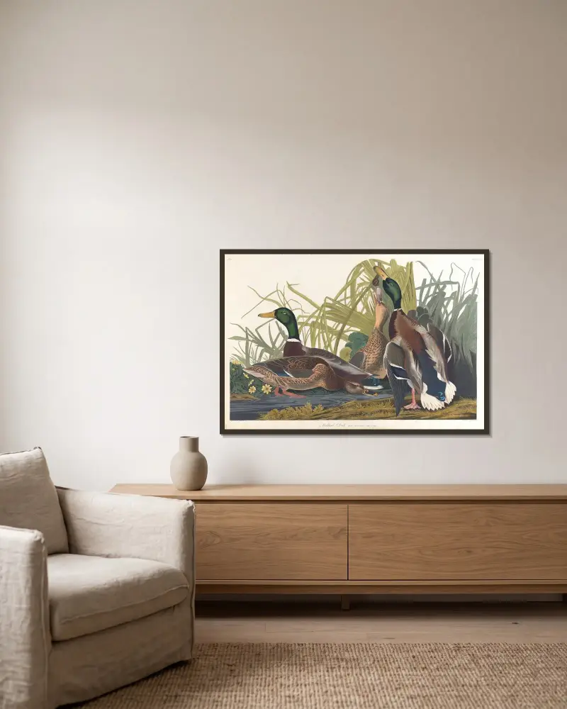Stockente von John James Audubon gerahmt an einer Wand