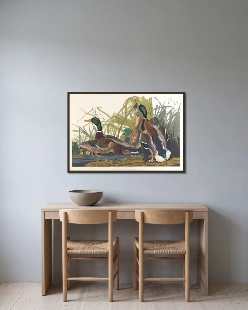 Stockente von John James Audubon gerahmt an einer Wand