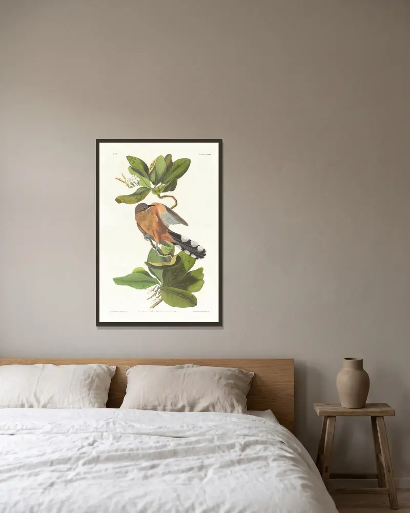 Mangrovekuckuck von John James Audubon gerahmt an einer Wand