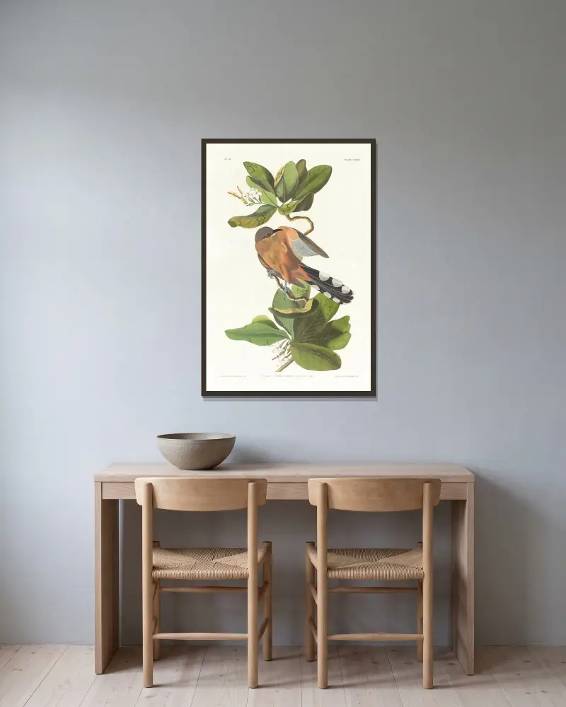 Mangrovekuckuck von John James Audubon gerahmt an einer Wand