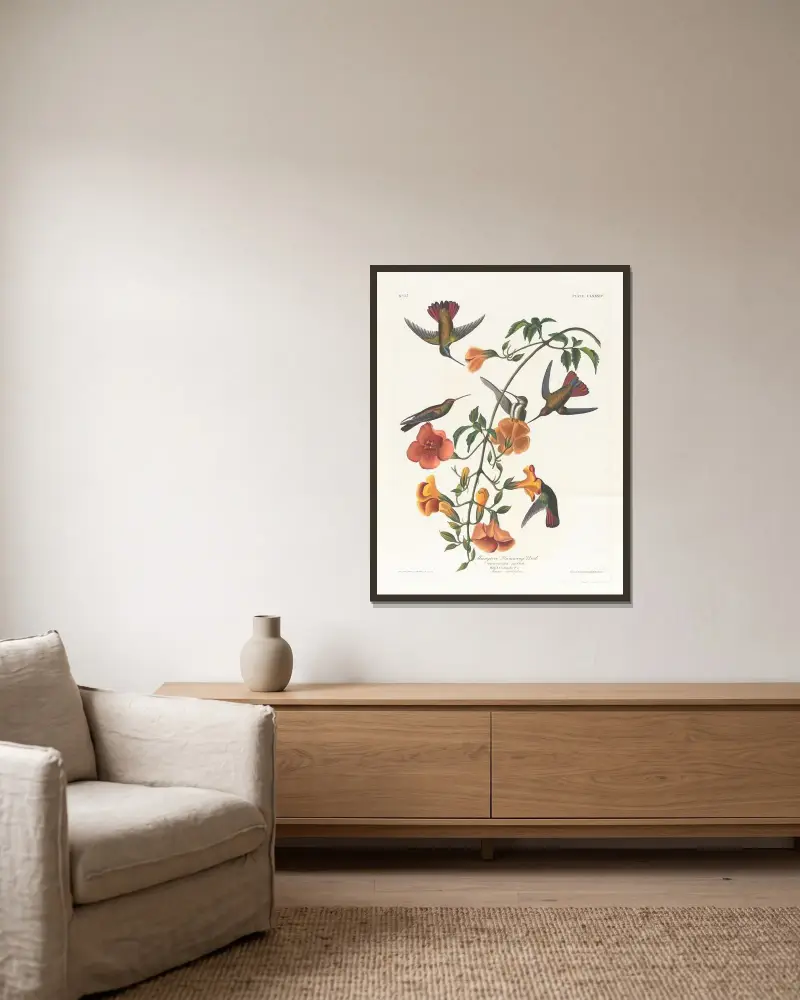 Koliber namorzynowy, John James Audubon w ramie na ścianie