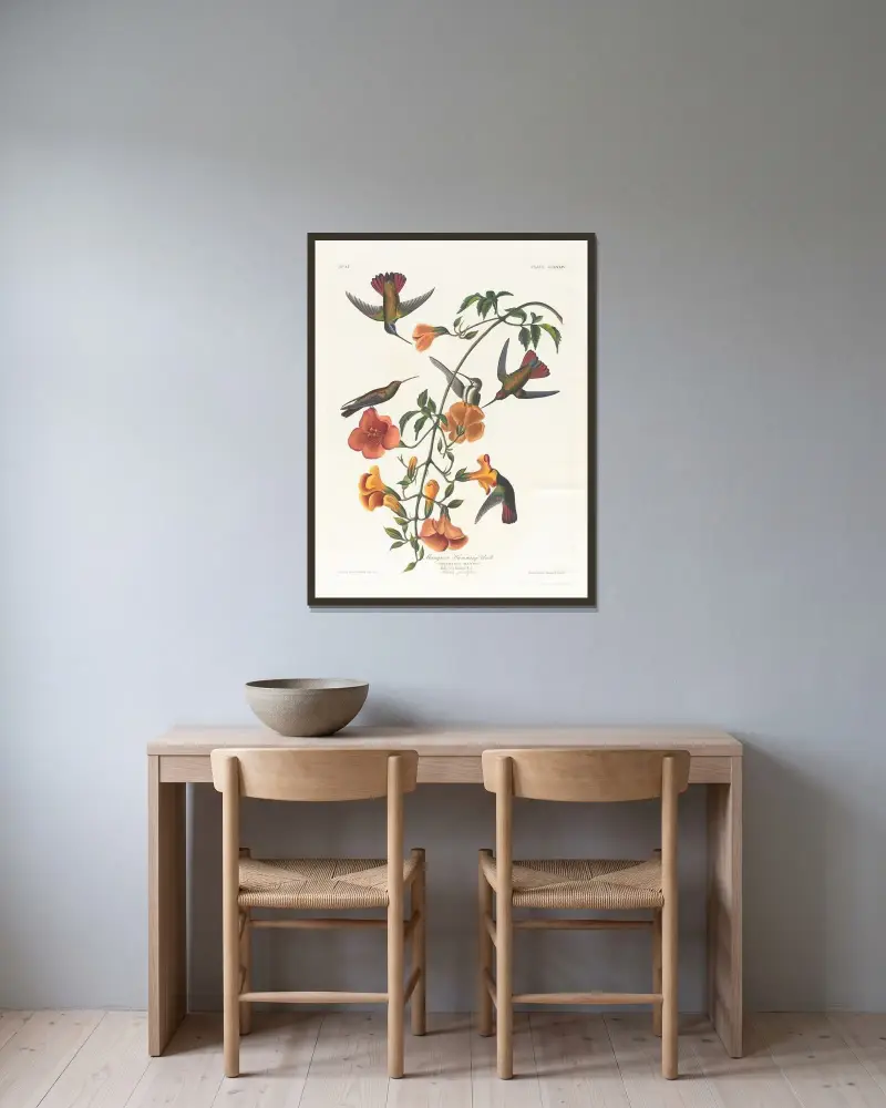 Koliber namorzynowy, John James Audubon w ramie na ścianie