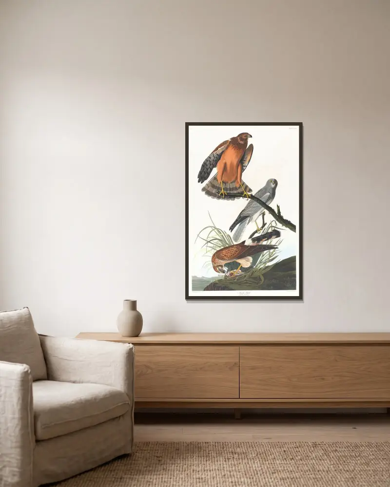 Marsh hawk, John James Audubon v rámu na stěně