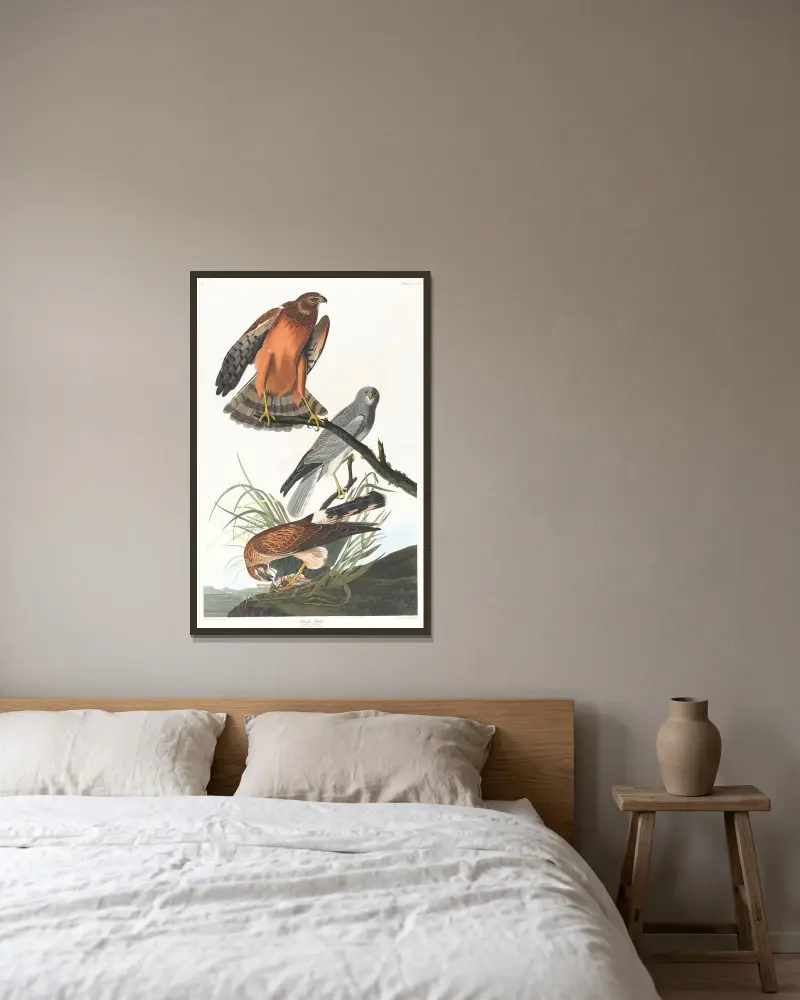 Marsh hawk, John James Audubon v rámu na stěně