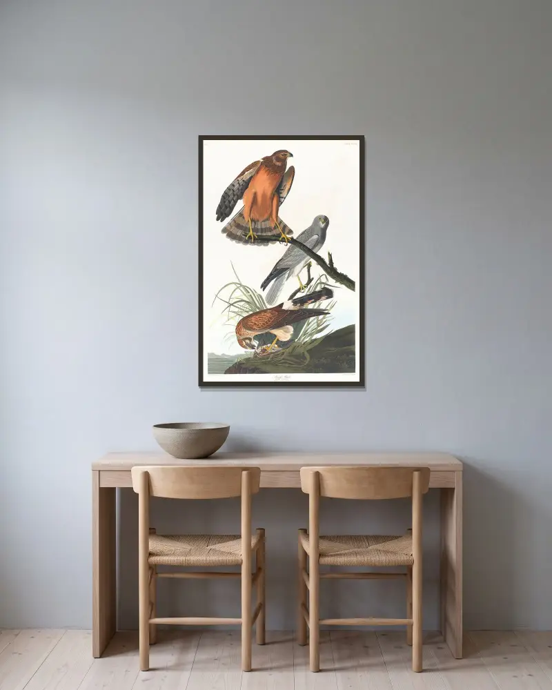 Marsh hawk, John James Audubon v rámu na stěně